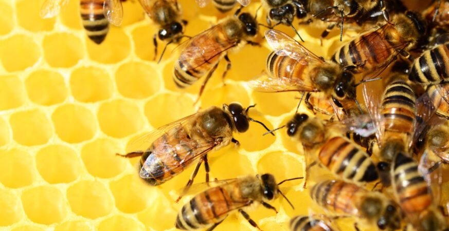 bees 326337