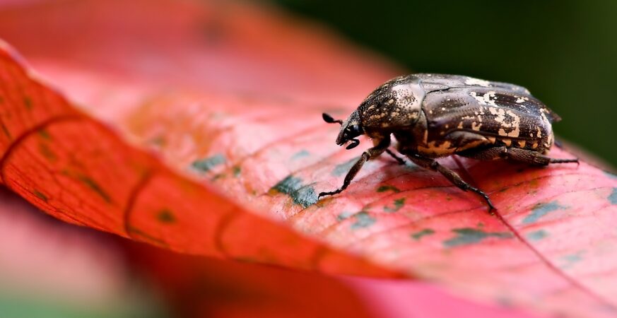 beetle 7992520 1920 1730047499