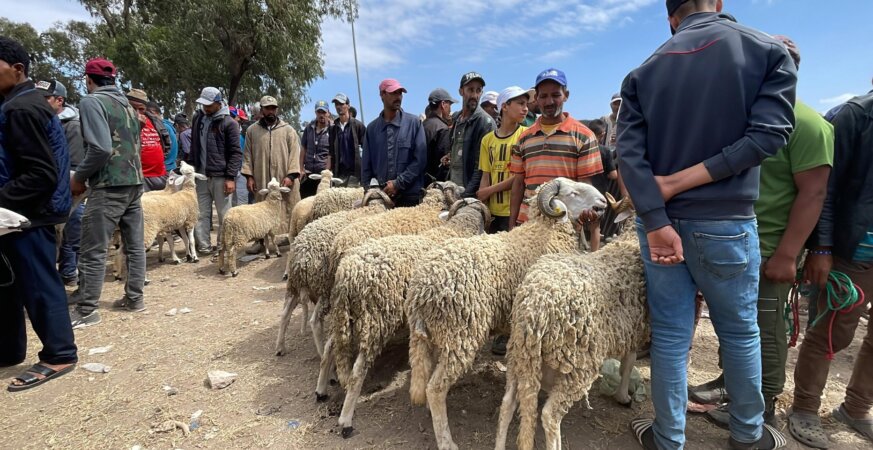 دعم مربي الماشية.. إلغاء الديون وتخصيص 400 درهم لكل رأس من الإناث - العمق المغربي