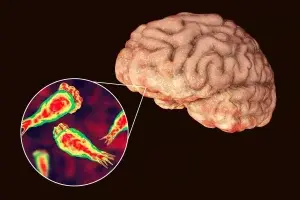 الأميبا آكلة الدماغ تفتك برجل بعد التزلج على الماء