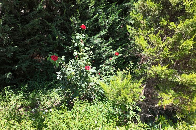 إعادة زراعة الأحواض في بلدة بني حيّان بعد الحرب الإسرائيلية الأخيرة على جنوب لبنان (نيوز عربي )