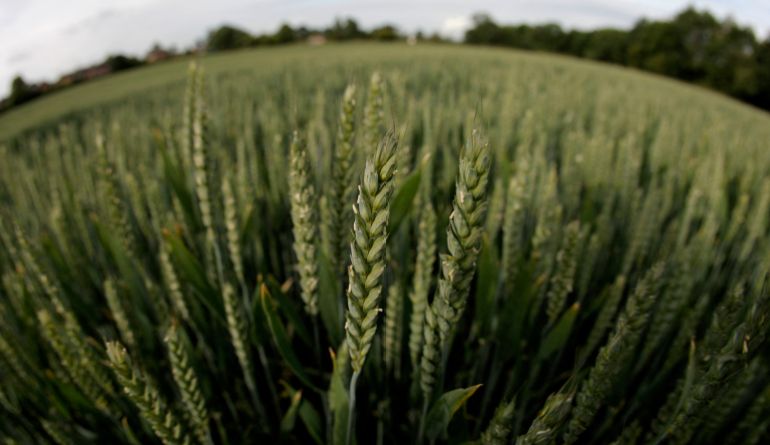 Wheat grows in a field in Cheshire, northern England, June 10, 2011. Parts of the East Anglia region in eastern England have been declared to be in a state of drought after some areas of the country had their driest spring on record, the British government said on Friday. Areas in southwest, southeast and central England and Wales are also experiencing near-drought conditions following prolonged sunny and dry weather from March. REUTERS/Phil Noble (BRITAIN - Tags: AGRICULTURE ENVIRONMENT)