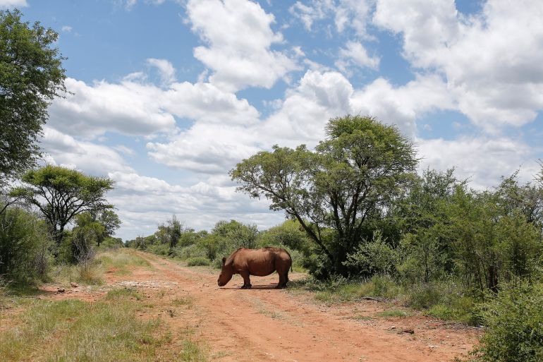 Seha, a ten year old rhino bull that was poached and de-horned, walks in the wild after his relocation at Marataba Conservation Camps in Thabazimbi, some 250km from Johannesburg, on January 24, 2022. (Photo by Phill Magakoe / AFP)