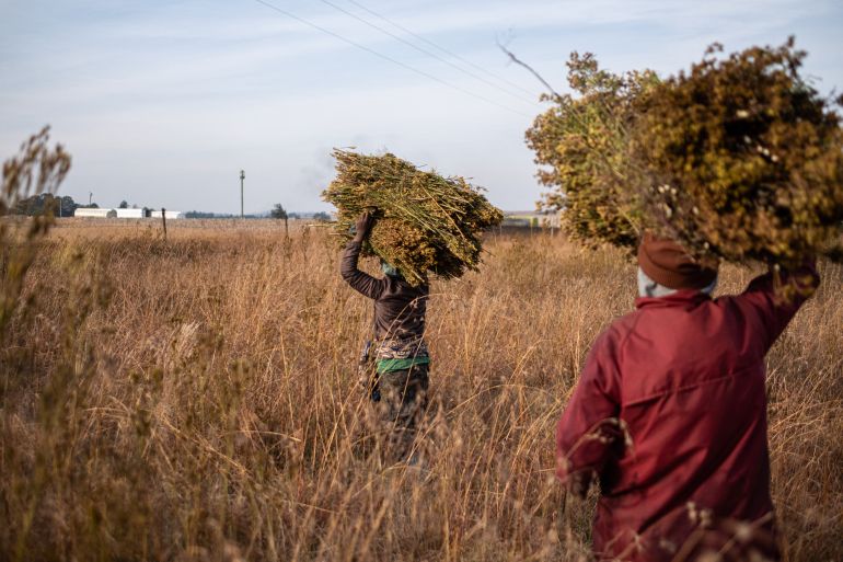 Harvesters carry isiNaku, a wild edible plant used to prepare a traditional porridge, in Brakpan near Johannesburg on May 19, 2025. (Photo by EMMANUEL CROSET / AFP)