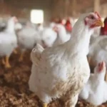لوتان: الساحر يحول مرآبا سريا إلى مختبر لأول مسيرة أوكرانية قاذفة للهب