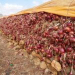 عمرو الليثي: «أمي تحملت اللي مفيش ست تستحمله ومحدش شالني غيرها»