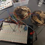 حكاية مسنَّين أعدمهما الاحتلال بعد إجبارهما على حماية جنوده في غزة