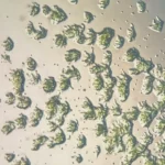 بوريطة: التعاون المغربي – الإسباني بلغ مستوى «غير مسبوق»