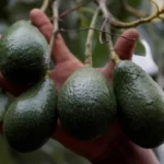 إسرائيل ستقيم شريطاً أمنياً في قطاع غزة لحماية مستوطناتها